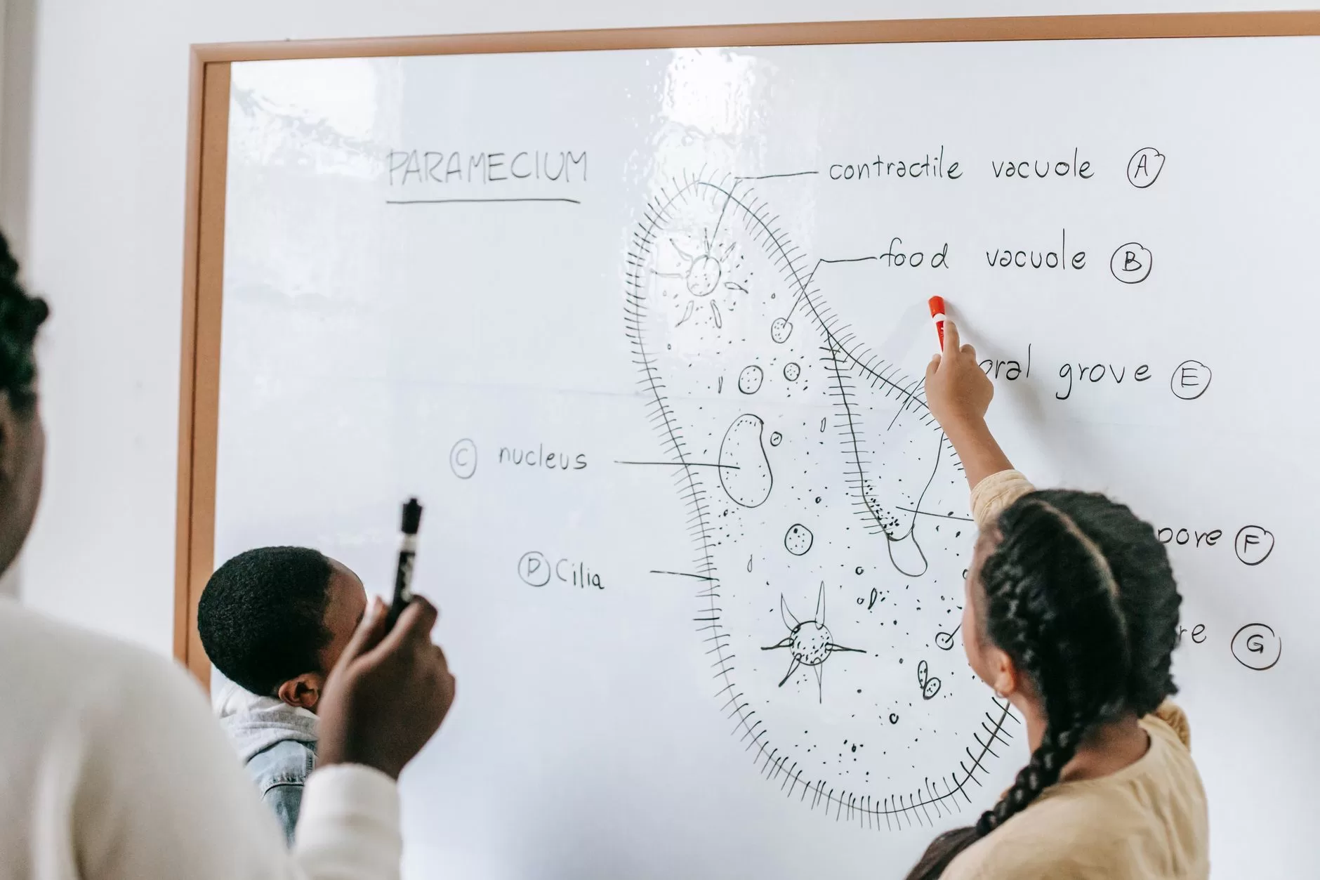 National Curriculum Framework (NCF 2005)