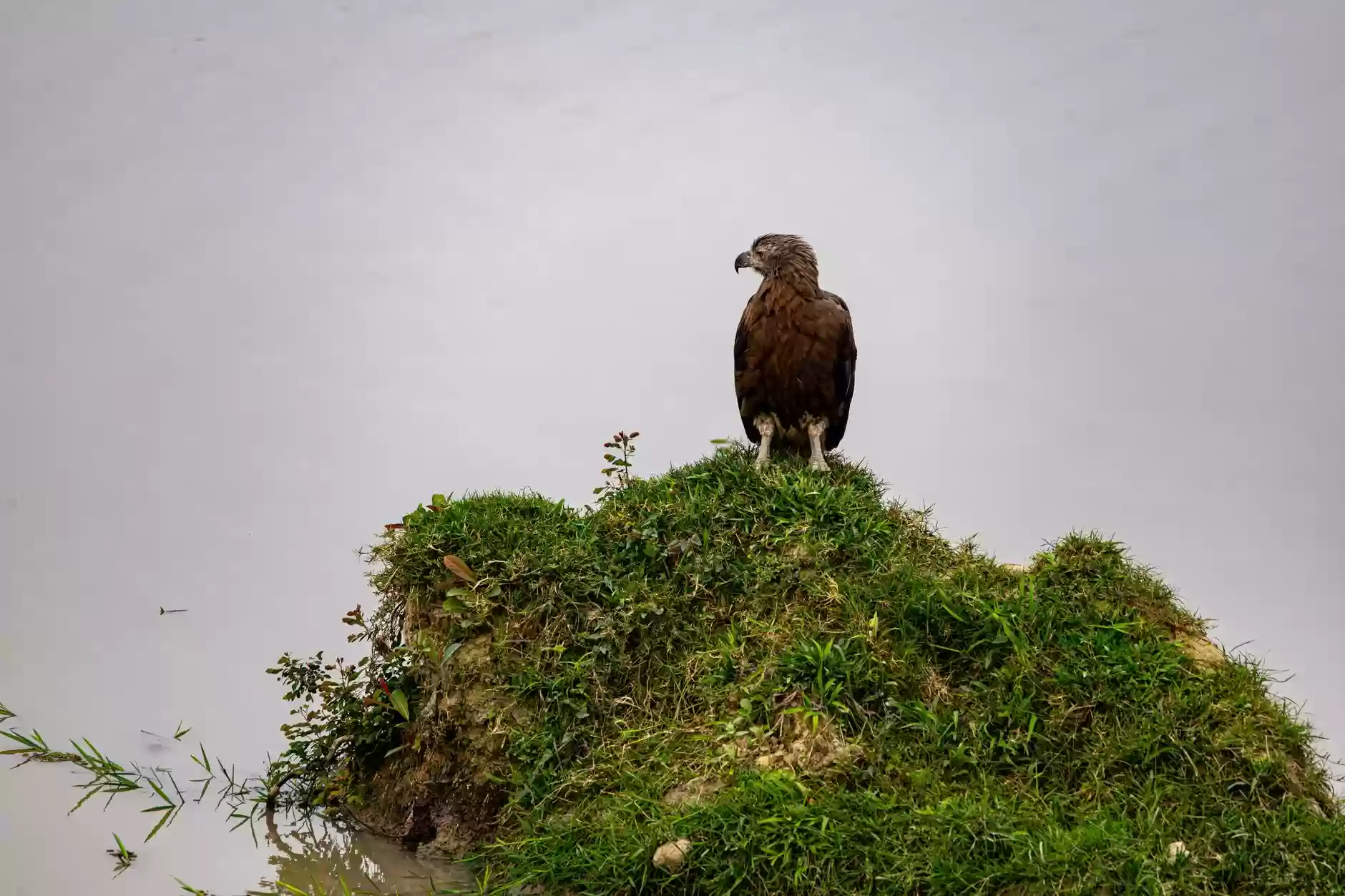 Rebirth of the Eagle – A motivational Powerpoint presentation