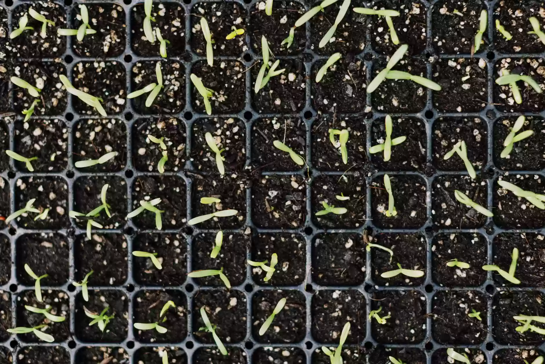 Starting Your School Garden
