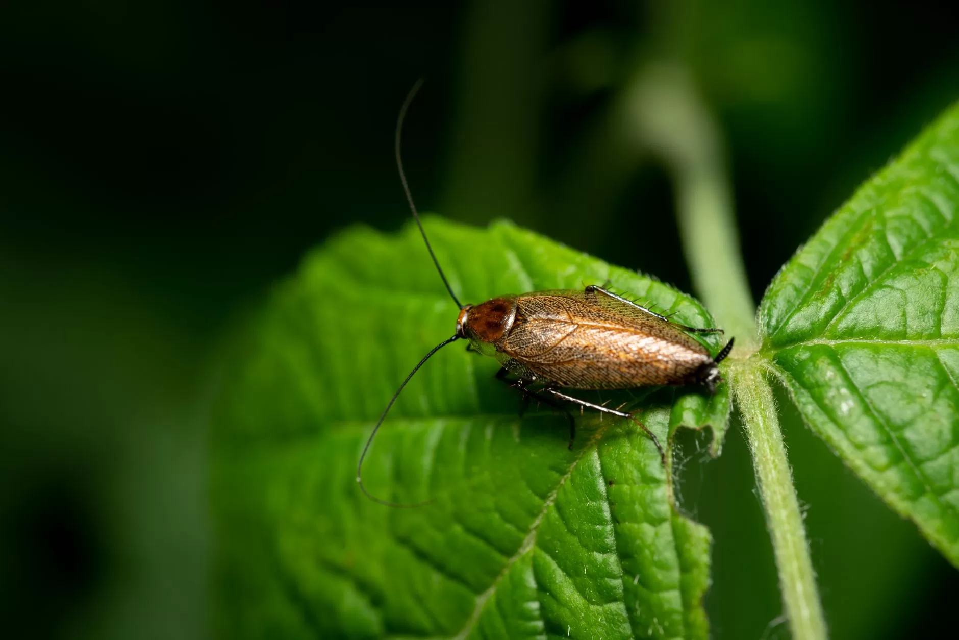 The Cockroach Theory for Self-development Response Vs Reaction