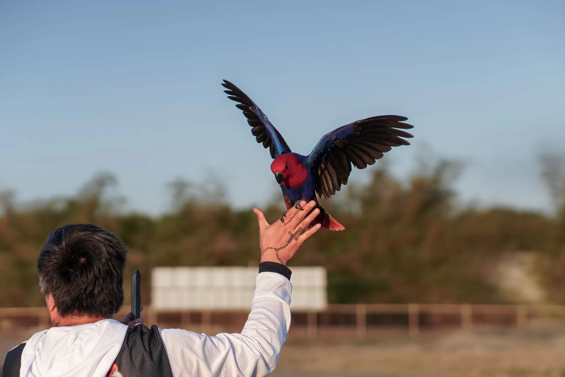 The Parrot’s Training