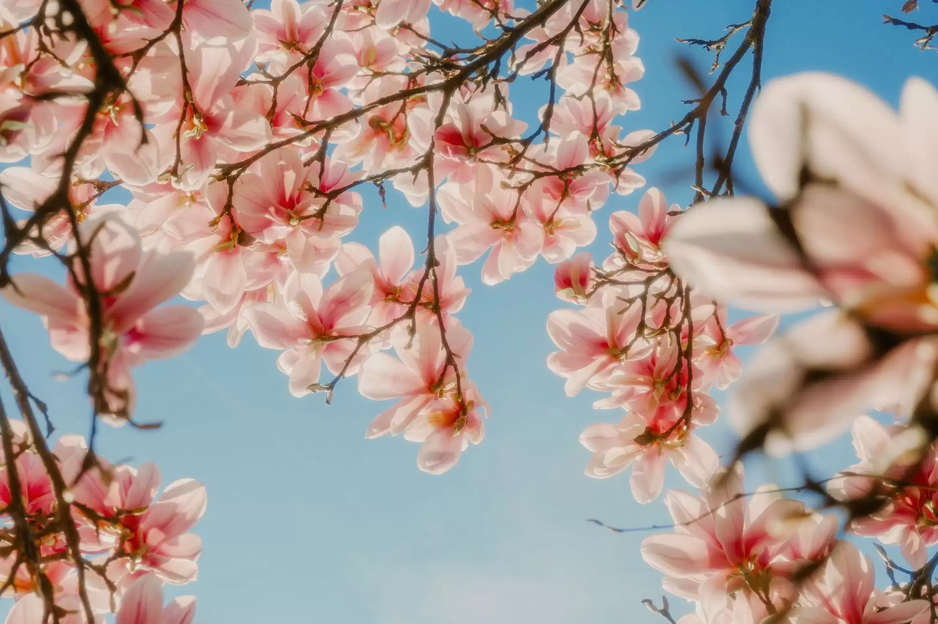 Volume 2 Month 8 Day 2 – Bloom’s Taxonomy