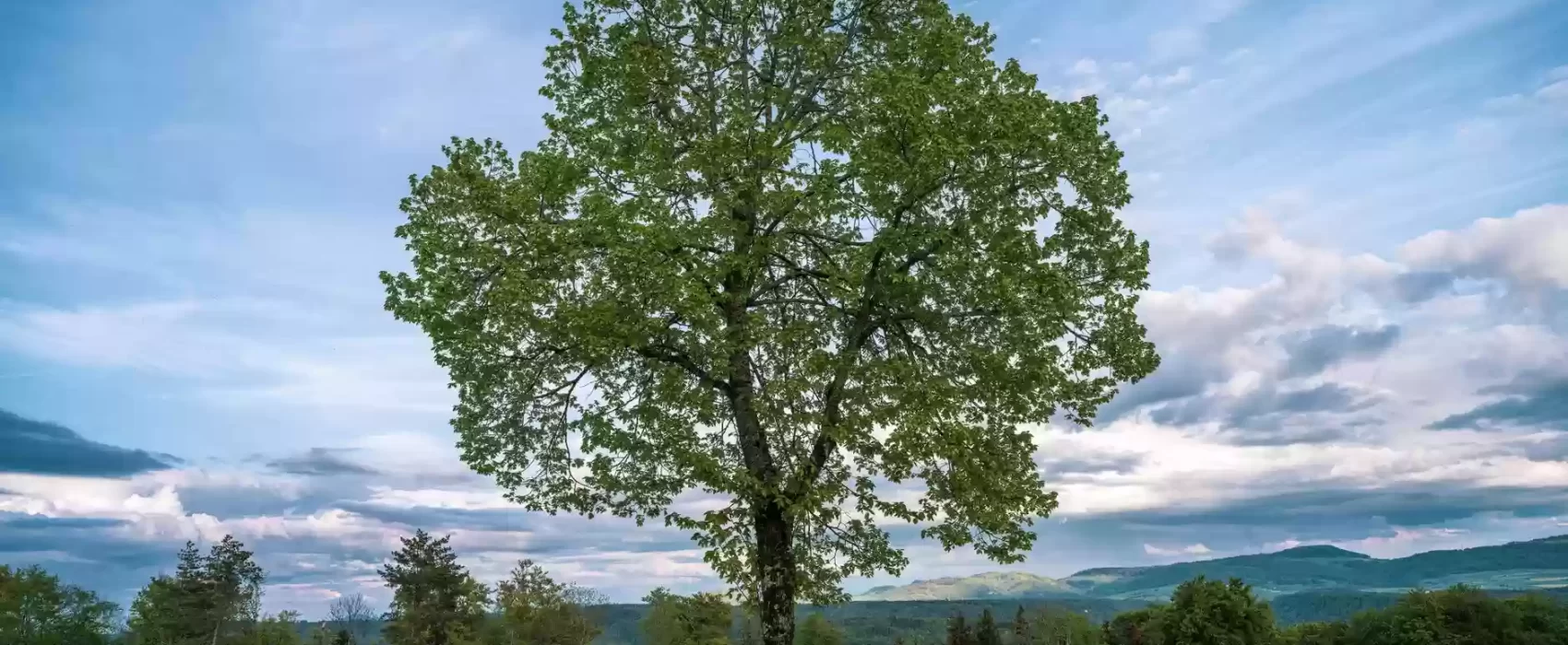Environmental Education That Is Not Just Tree Planting: Teaching Ecology, Systems Thinking and Climate Justice